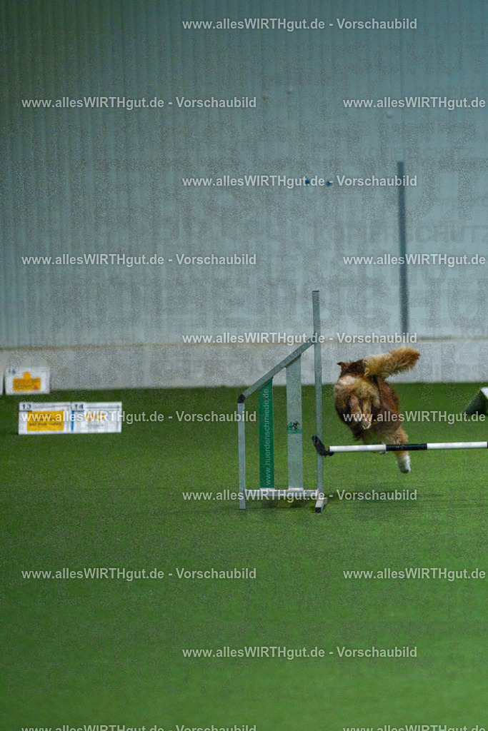 7R502828 | Professionelle Tierfotografie in Mönchengladbach von Daniel Wirth (allesWIRTHgut). Liebevolle & natürliche Bilder von Hunden & Katzen für unvergessliche Erinnerungen.