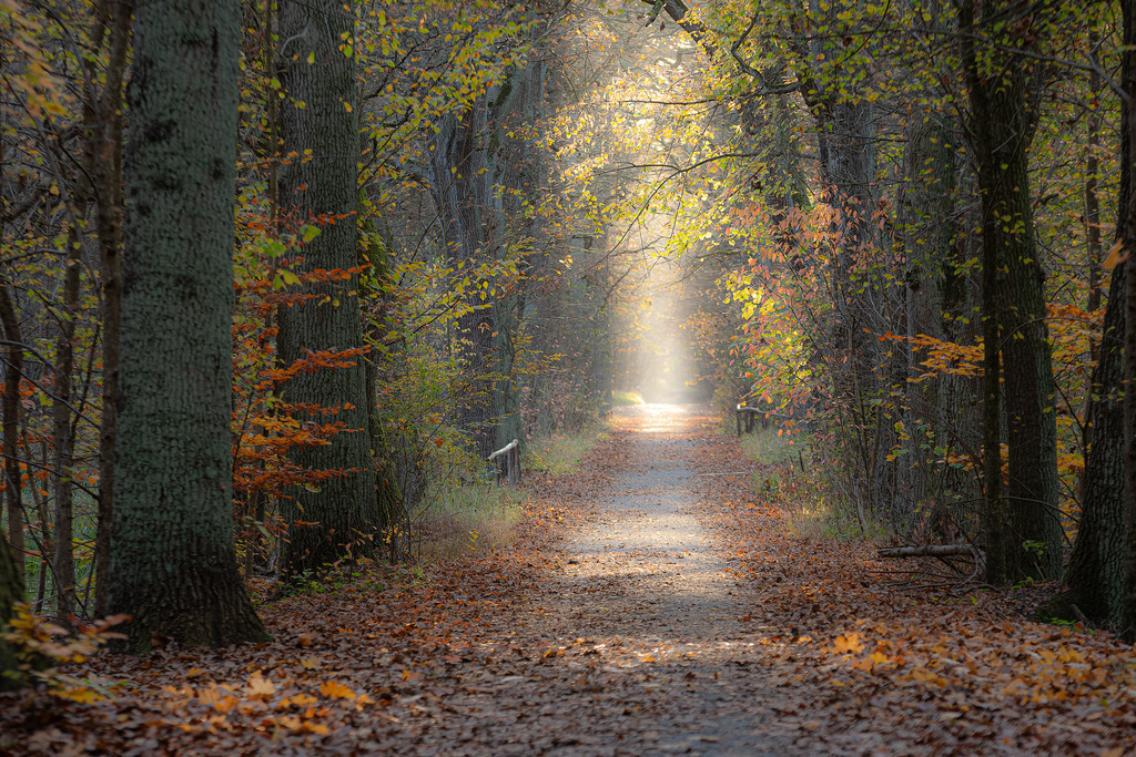 Der Weg ins Licht | Waldweg zwischen kleinem Mittelheidesee und Hoheheideteich - Realisiert mit Pictrs.com