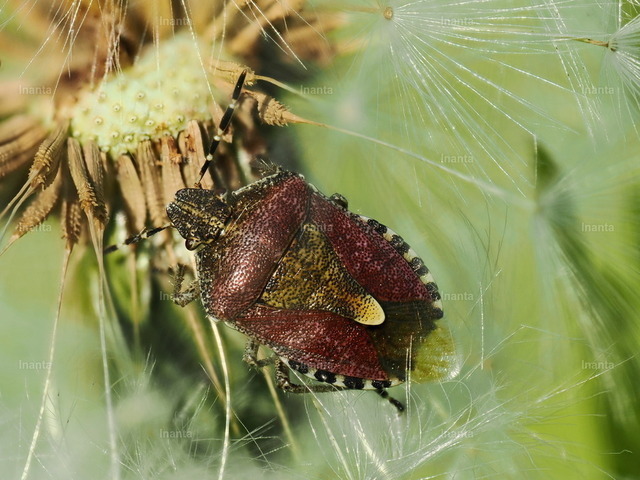 Beerenwanze (Dolycoris baccarum) | Inanta - Realisiert mit Pictrs.com