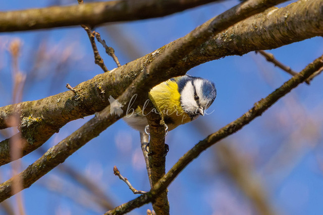 CN12--3 | Sportbilder, Sportfotograf, Hochzeits- und Eventfotografin, Flugshows, Portraits und Tiershooting, Aviation, Downhill, Nationalleague, Swissleague, International