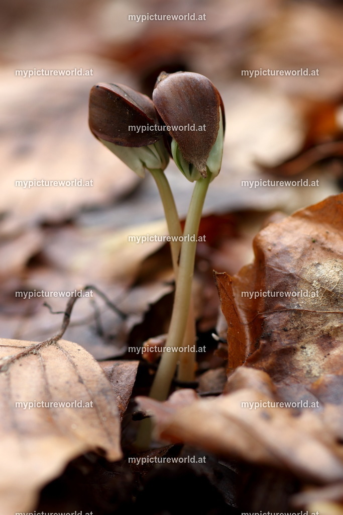Rotbuche-006 | Das Bilderarchiv über Tiere, Planzen und Landschaften. In der Bilddatenbank finden Sie ein große Auswahl an hochwertigen Bilder für Ihre Werbung - Realisiert mit Pictrs.com