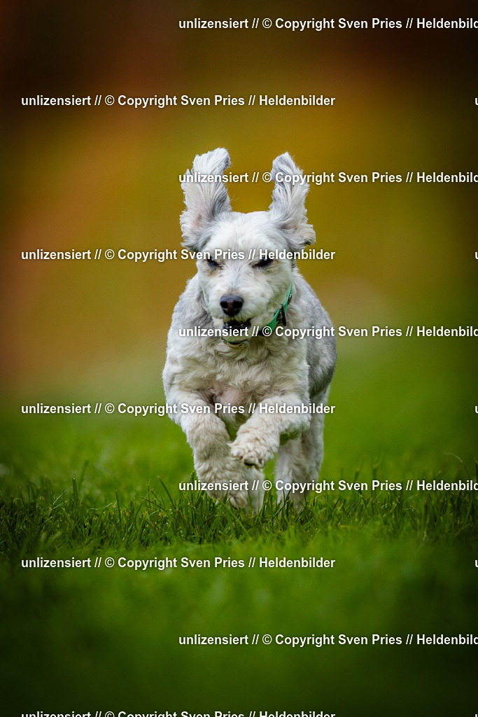 Sven Pries | 2025-04-13 - Hunderennen Baden-Baden - Realisiert mit Pictrs.com