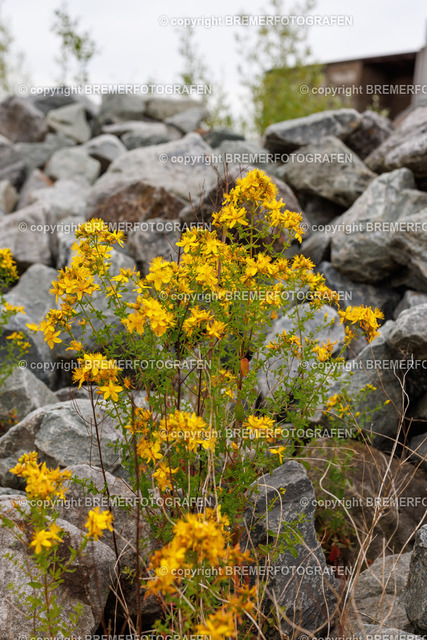 1H0A5698 | Eine Hommage an Bremen. Einzigartige Fotografien und Drohnenaufnahmen von Bremer Fotografen zum Staunen und auch zum Kaufen.