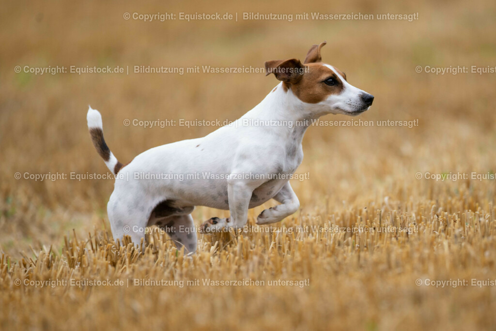 20210728_Jack-Russel_0006 | Foto: Thomas Hartig
