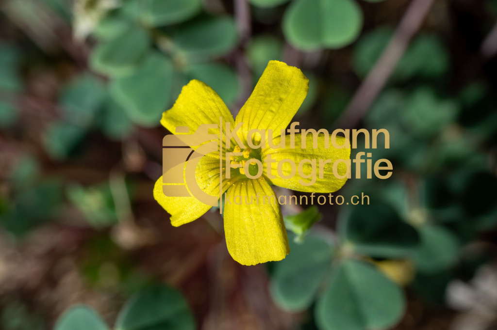 Sukkulentensammlug_Makro_def-2844 | kaufmannfoto - Realisiert mit Pictrs.com