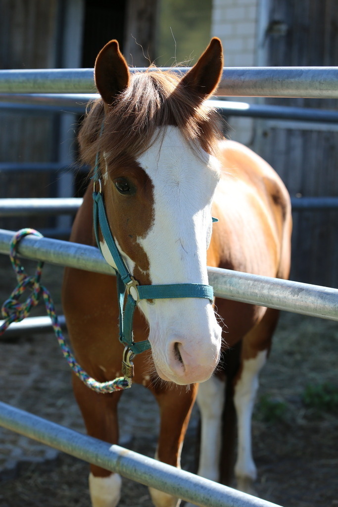 DL2Q3095 | Willkommen bei Brunnmayr - Design & Fotografie – Ihrem Spezialisten für Reitturniere und Pferdeveranstaltungen in Oberösterreich, Salzburg und Bayern! Seit über 17 Jahren sind wir leidenschaftlich dabei.