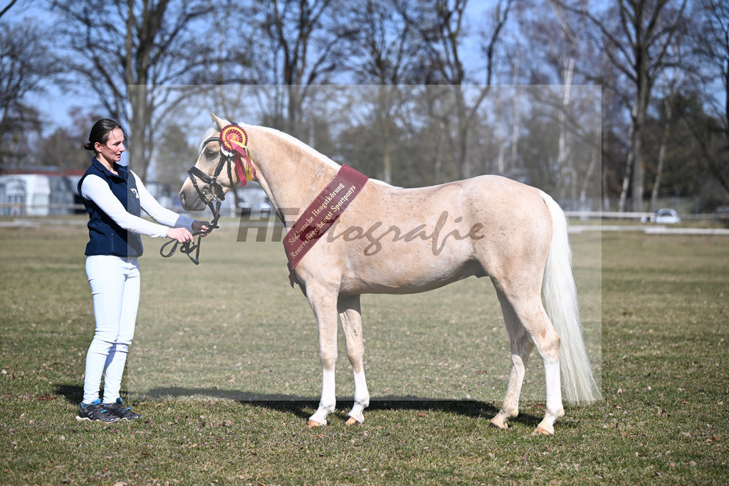 Kat-Nr. 12 Rhys AS v. Maarlen Rico_Herzog_9260319 | hf-fotografie - Realizzato con Pictrs.com