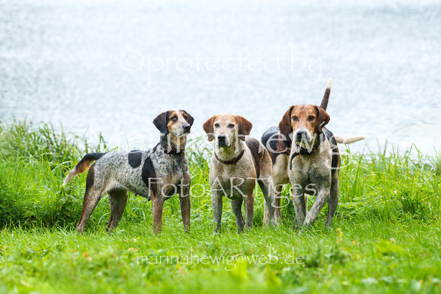 Jagd Kletkamp 26-03115_MarinaHewig | Fotografie, FotoArt, PferdesportArt, Pferdesportfotografie, Landschaftsfotografie, Reisefotografie, Reise, Pferde - Realisiert mit Pictrs.com