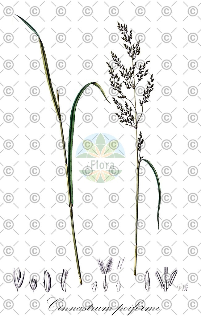 HistAbb_wfo-0000605564_1_ENZY_Simple | Historische Abbildung von Cinnastrum poiforme - Poaceae | Historical Illustration of Cinnastrum poiforme - Poaceae
