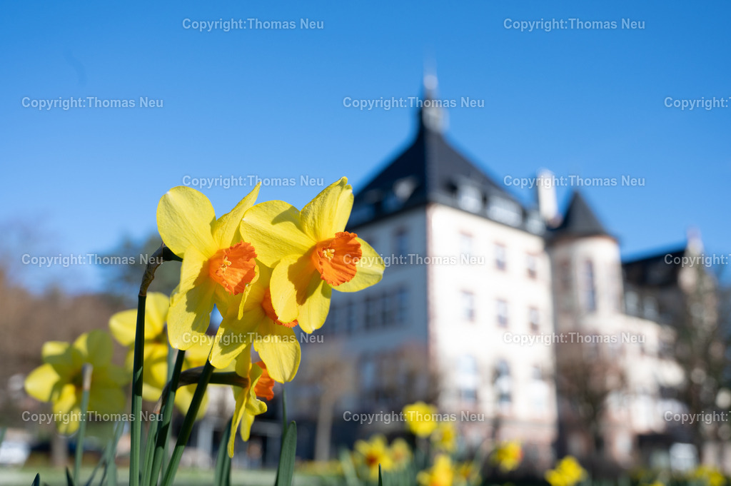 DSC_2279 | Bensheim, das Rathaus mit Frühlingsblumen im Vordergrund, Wikipedia:Der Gebäudekomplex des ehemaligen Bischöflichen Konvikts befindet sich nördlich vom Stadtzentrum an der Kreuzung Kirchbergstraße und Wilhelmstraße. Der Massivbau wurde 1899/1900 errichtet. Die Pläne dazu kamen von dem Mainzer Dombaumeister Ludwig Becker. Zuvor befand sich das Konvikt in der Darmstädter Straße 56.[3]

Erst zehn Jahre nach der Fertigstellung wurde das Gebäude verputzt und die Innenräume ausgeschmückt. Die Ursache für die späte Fertigstellung waren die hohen Baukosten. Auf Druck des Nationalsozialisten wurde das Konvikt 1939 geschlossen und zum Lazarett umfunktioniert. Nach Ende des Zweiten Weltkriegs wurde es bis 1949 als Unterkunft für Displaced Persons genutzt. Anschließend wurde das Schülerheim St. Bonifatius im ehemaligen Bischöflichen Konvikt untergebracht. Es wurde 1981 aus Kostengründen vom Ordinariat geschlossen. Die Stadt Bensheim erwarb den Gebäudekomplex und führte umfangreiche Umbauten im Inneren durch, damit der größte Teil der Verwaltung der Stadt aus dem Rodensteiner Hof in das neue Rathaus ziehen konnte. Die ehemalige Kapelle wird jetzt als Sitzungssaal genutzt.[3],, Bild: Thomas Neu