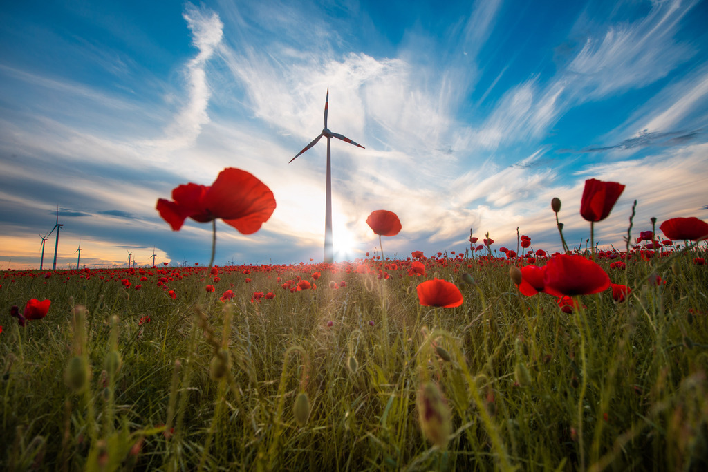 Mohnblüte an einem Frühlingsabend | Wir machen aus Ihren Bildern Erinnerungen für die Ewigkeit | Hochwertige Fotografien für Ihr zu Hause. - Realisiert mit Pictrs.com