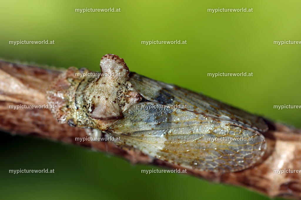 Ledra aurita-004 | Das Bilderarchiv über Tiere, Planzen und Landschaften. In der Bilddatenbank finden Sie ein große Auswahl an hochwertigen Bilder für Ihre Werbung - Realized with Pictrs.com