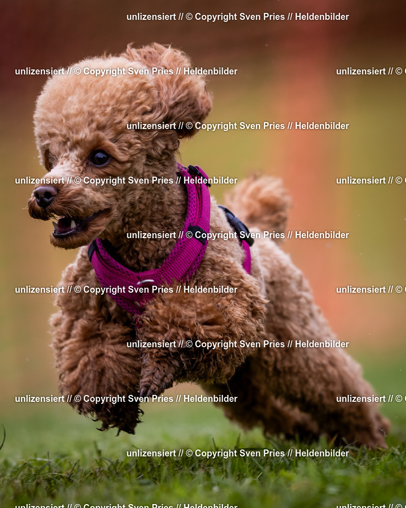 Sven Pries | 2024-04-21 - Hunderennen Baden-Oos
Foto: Sven Pries - Realisiert mit Pictrs.com