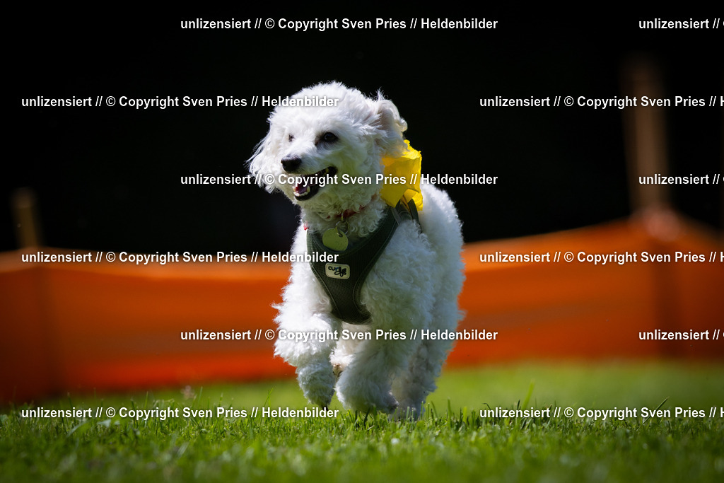 Sven Pries | 2025-08-10 - Hunderennen Durlach - Realisiert mit Pictrs.com