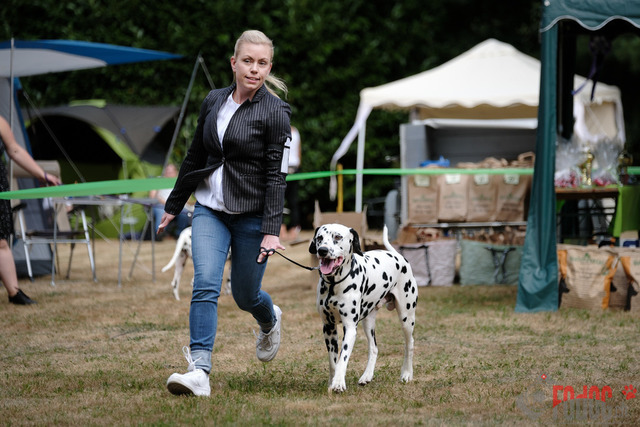 Dalmatiner Hilden | Dalmatiner, Regionalgruppenausstellung Regio West Hilden. Richterin Sivia Weber-Martegani.  in Hilden  03.09.2022 Foto: Leo Wyden