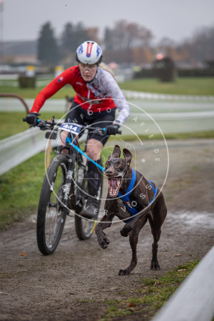 CaniXpix_0L8A1330 | Hundefotografie, Tierfotograf, Pfotenfotografie, Fotoshooting Hund, Hunde Portrait, Hundesport, Hundeportraits, Heideshooting, Hunde, Sportfotograf, Hundefotograf, Turnierhundsport, THS,  - Realisiert mit Pictrs.com