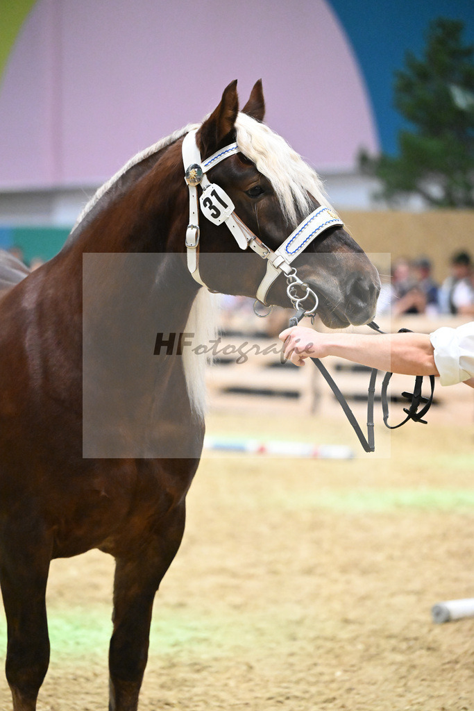 Kat-Nr. 31 Primadonna v. Rusty_Heiss_1260464 | hf-fotografie - Realisiert mit Pictrs.com