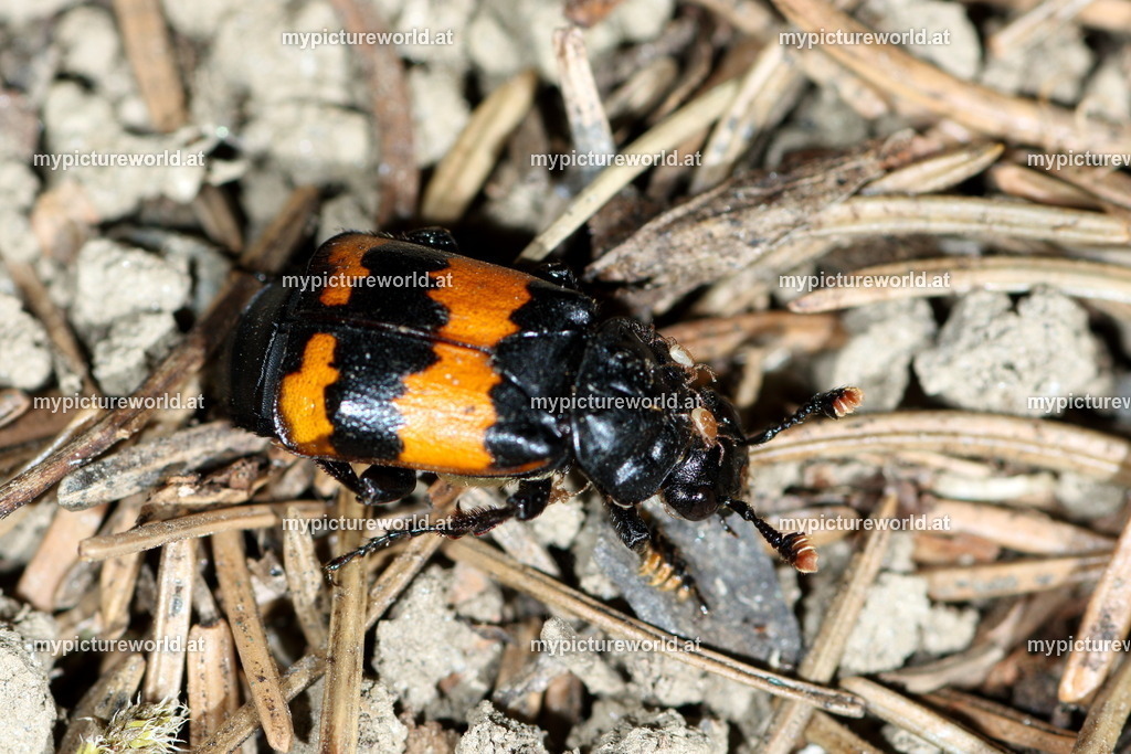 Schwarzhörniger Totengräber | Das Bilderarchiv über Tiere, Planzen und Landschaften. In der Bilddatenbank finden Sie ein große Auswahl an hochwertigen Bilder für Ihre Werbung - Realisiert mit Pictrs.com