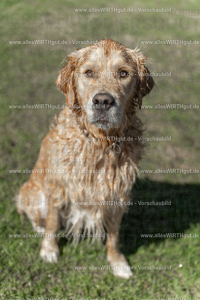 Hundeschwimmen_Volksbad_2026-allesWIRTHgut_Tierfotografie-2609061243-115321-7R500164 | Professionelle Tierfotografie in Mönchengladbach von Daniel Wirth (allesWIRTHgut). Liebevolle & natürliche Bilder von Hunden & Katzen für unvergessliche Erinnerungen.