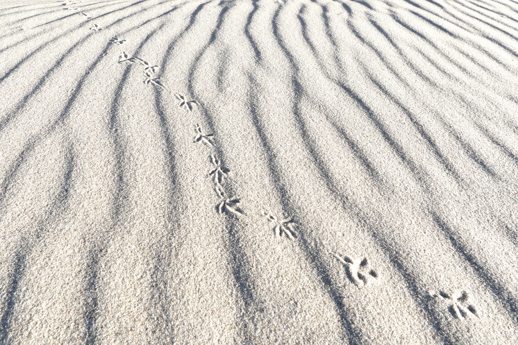 Fußspur eines Vogels im Sand | Die Spur eines Vogels kreuzt die Wellenmuster des Sandes am Ostseestrand 