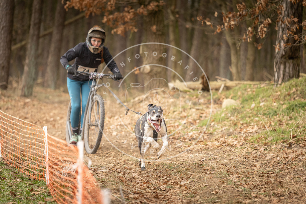 Pfotenfotografie_DV3A4061 | Hundefotografie, Tierfotograf, Pfotenfotografie, Fotoshooting Hund, Hunde Portrait, Hundesport, Hundeportraits, Heideshooting, Hunde, Sportfotograf, Hundefotograf, Turnierhundsport, THS,  - Realisiert mit Pictrs.com