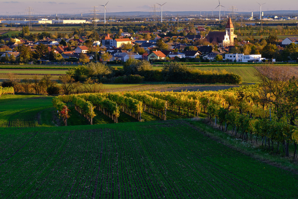 Herbstlich bunter Weingarten | Enzersfeld, Austria - November 04, 2023: Herbstlich bunter Weingarten im Weinviertel, im Hintergrund das Dorf Enzersfeld. - Realisiert mit Pictrs.com