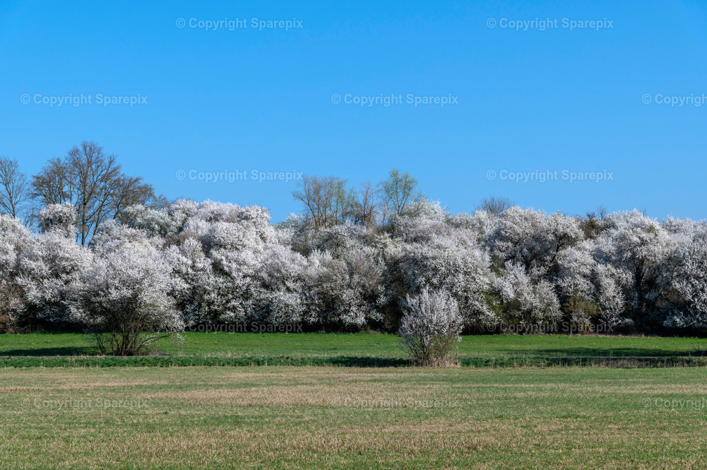 PAR_Hawthorn_Spring6 | sparepix - Realisiert mit Pictrs.com