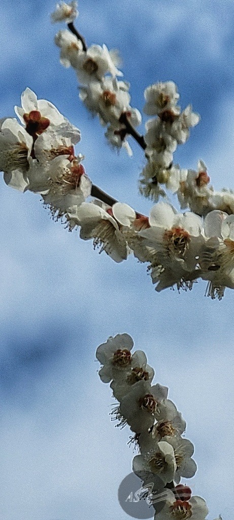 jb12 | Angelika Schorn - Realisiert mit Pictrs.com