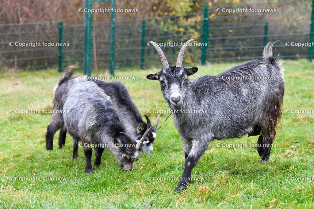 Zoo Linz_ 22.11.2022-21 | 22.11.2022, Zoo Linz, AUT, Schafe, Ziegen, roter Panda, im Bild Blobe Ziegen 