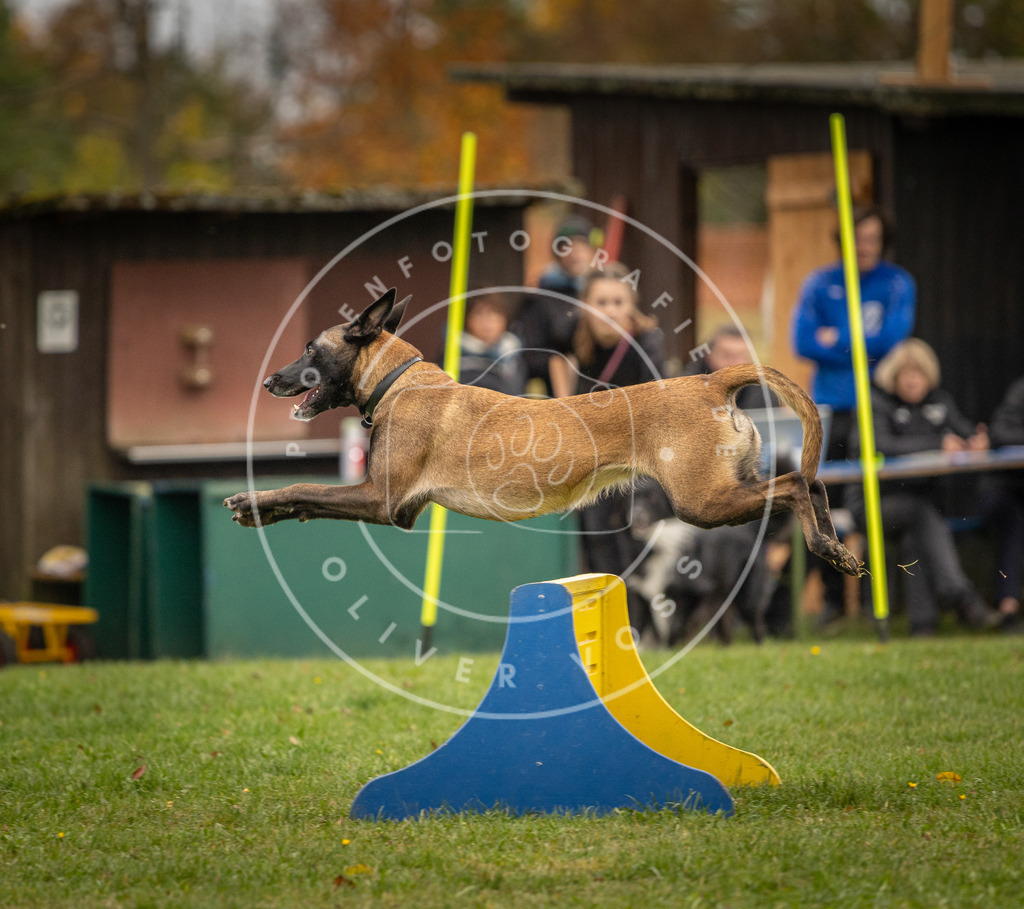 Pfotenfotografie_DV3A6352 | Hundefotografie, Tierfotograf, Pfotenfotografie, Fotoshooting Hund, Hunde Portrait, Hundesport, Hundeportraits, Heideshooting, Hunde, Sportfotograf, Hundefotograf, Turnierhundsport, THS,  - Realisiert mit Pictrs.com