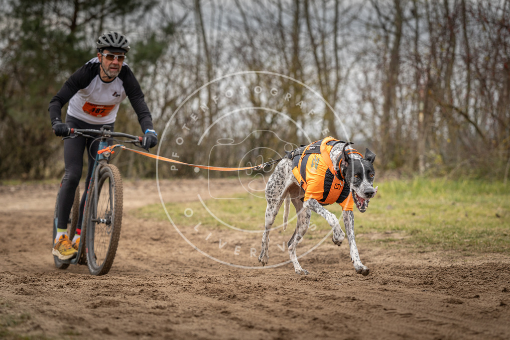 Pfotenfotografie_DV3A9615 | Hundefotografie, Tierfotograf, Pfotenfotografie, Fotoshooting Hund, Hunde Portrait, Hundesport, Hundeportraits, Heideshooting, Hunde, Sportfotograf, Hundefotograf, Turnierhundsport, THS,  - Realisiert mit Pictrs.com