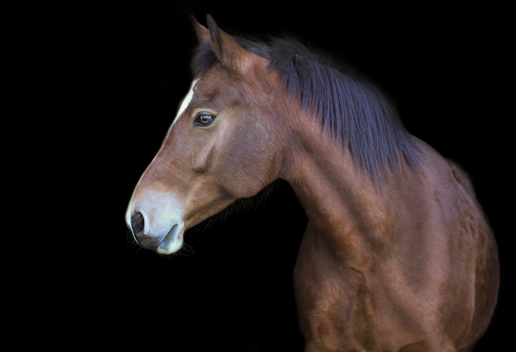 Desiderata | Emotionale Pferde- & People-Fotografie rund um Heidelberg, Leimen & Umgebung. Natürliche Fotos von Pferd, Mensch & Familie. Jetzt Termin sichern!