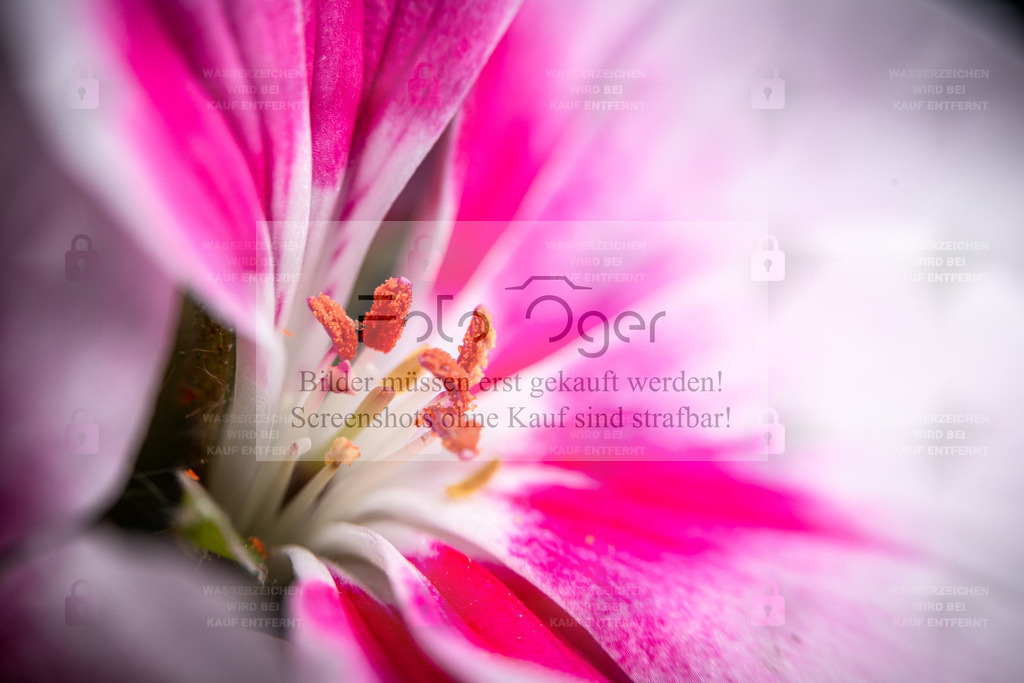 Makro einer pink-weißen Geranie | Ein intensiver Blick in das Herz einer Geranie – leuchtendes Pink, zartes Weiß und feinste Details der Blütenstempel vereinen sich zu einem harmonischen Farbspiel.Ein Makro, das zeigt, wie faszinierend die kleinen Wunder der Natur sind. - Realisiert mit Pictrs.com
