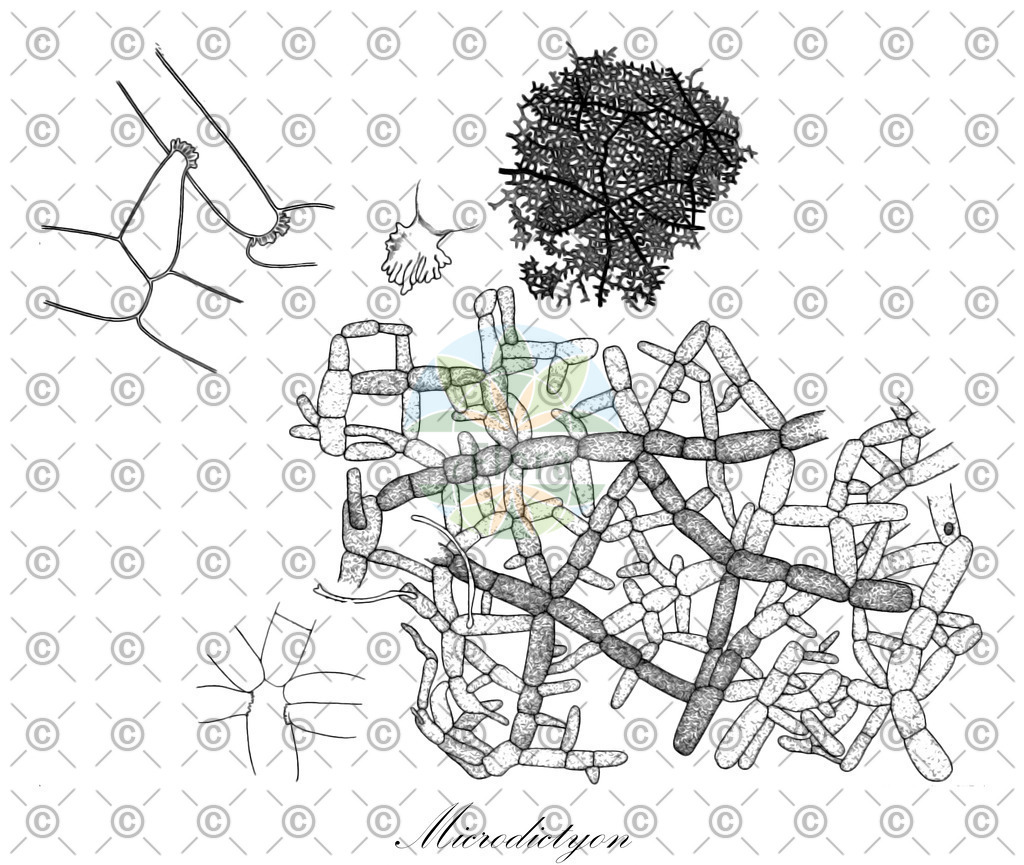 HistAbb_wfo-0001214664_1_ENZY_Simple | Historische Abbildung von Microdictyon - Anadyomenaceae (0) | Historical Illustration of Microdictyon - Anadyomenaceae (0)