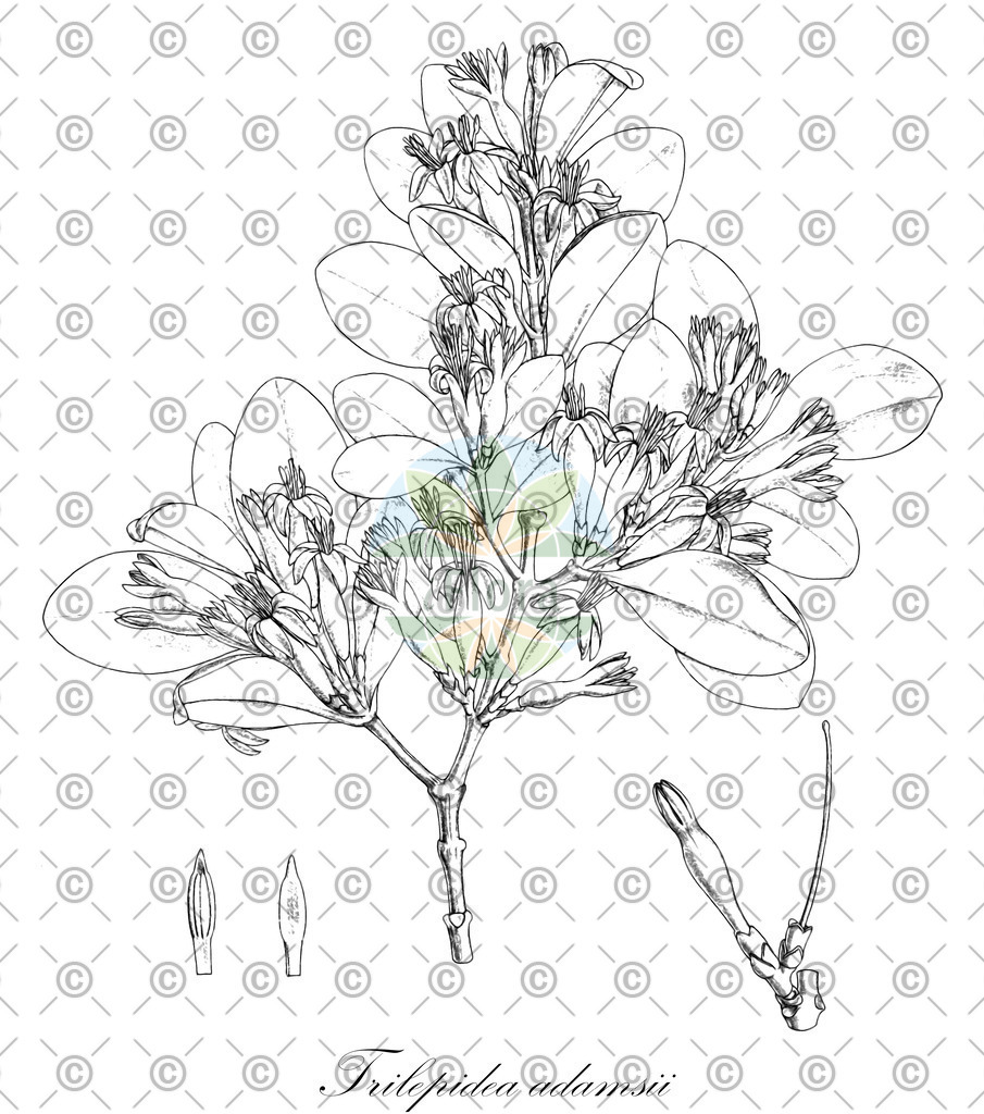 HistAbb_wfo-0000456825_1_ENZY_Simple | Historische Abbildung von Trilepidea adamsii - Loranthaceae | Historical Illustration of Trilepidea adamsii - Loranthaceae