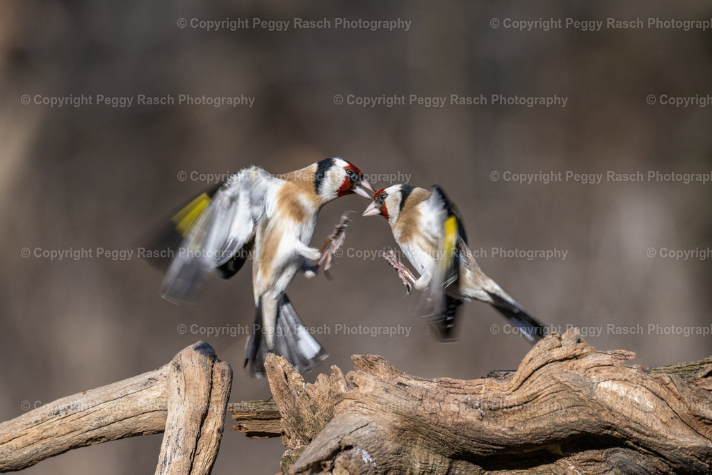 Stieglitz (19) | PeggyRaschPhotography - Realisiert mit Pictrs.com