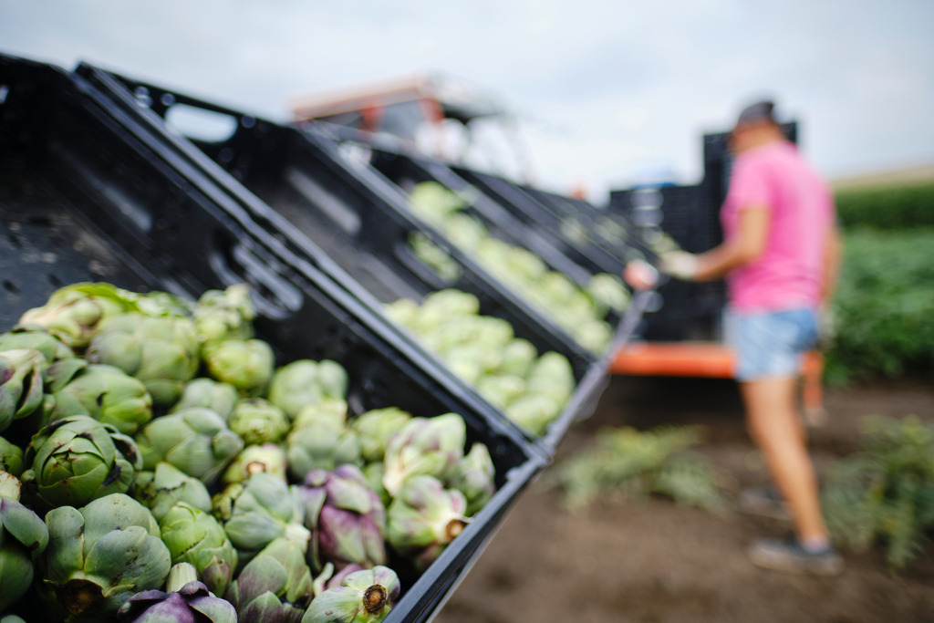 Theuringer Artischocken | Raasdorf, Austria - August 17, 2020; Theuringer Artischocken-Ernte im Marchfeld; Kisten mit verschiedenen Artischocken nach Größe sortiert. - Realisiert mit Pictrs.com