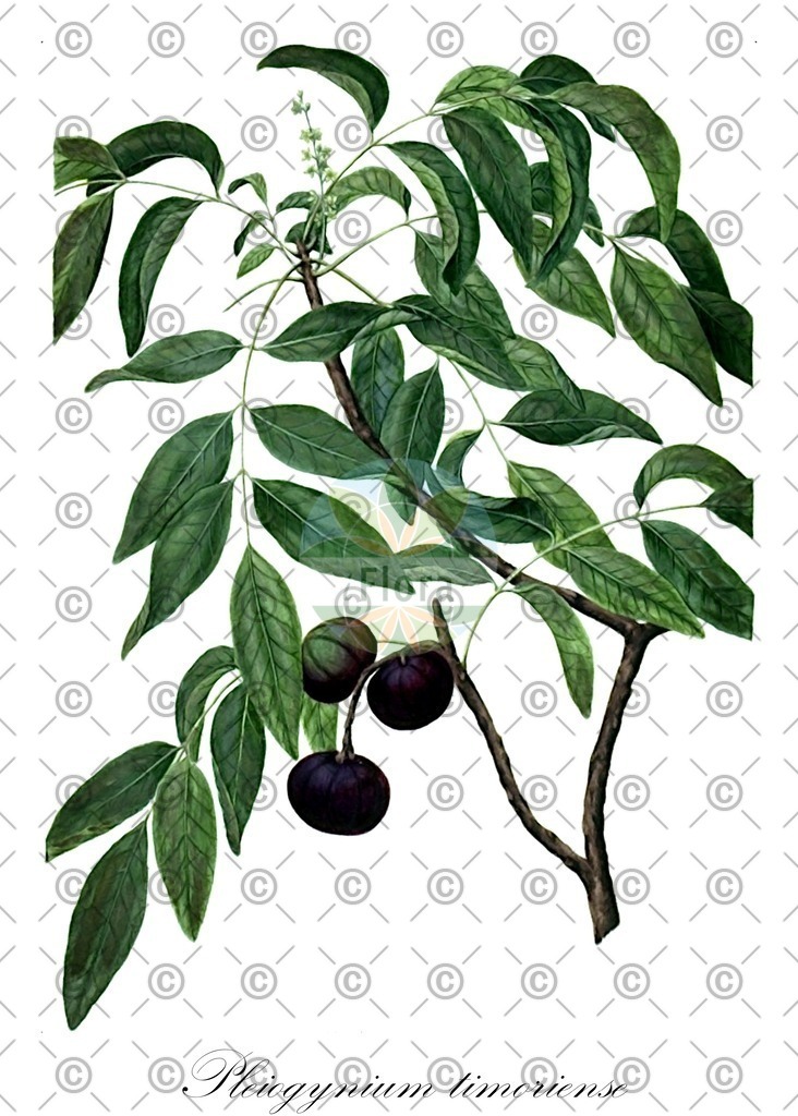 HistAbb_wfo-0000276433_1_ENZY_Simple | Historische Abbildung von Pleiogynium timoriense - Anacardiaceae | Historical Illustration of Pleiogynium timoriense - Anacardiaceae