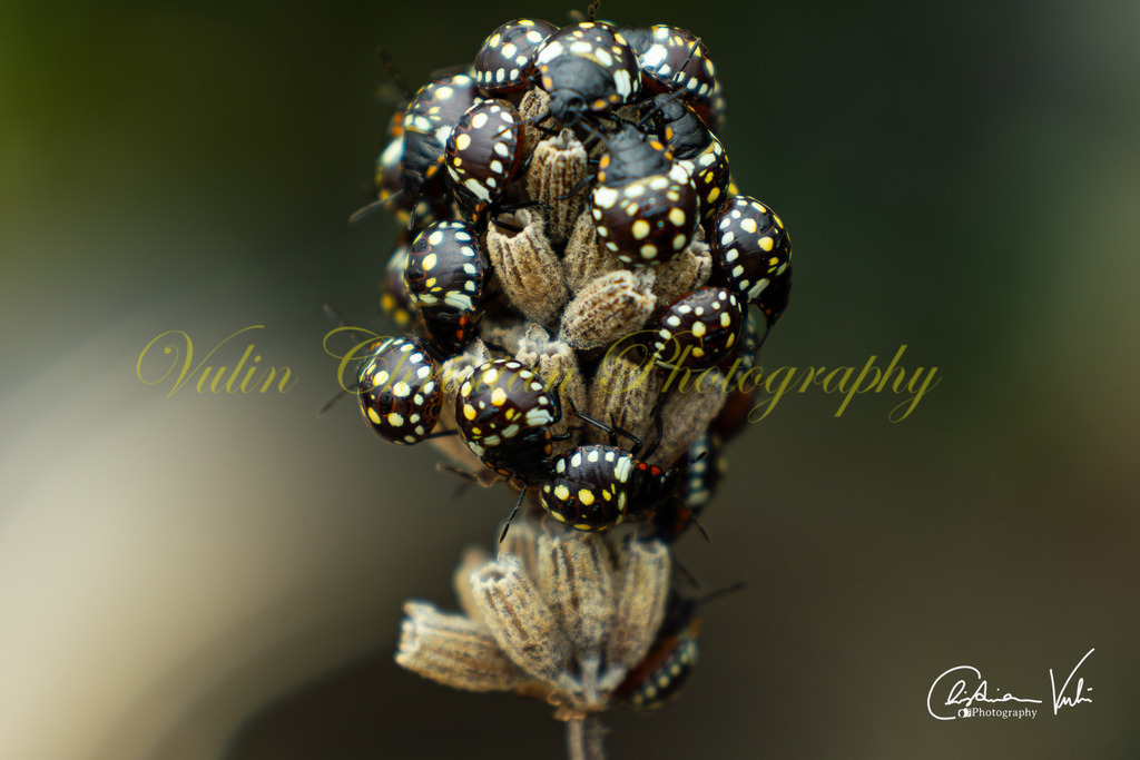 K 1 | Christian Vulin  - Realisiert mit Pictrs.com