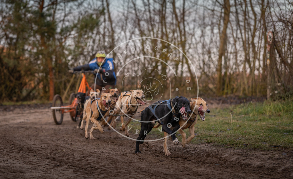 Pfotenfotografie_DV3A5853 | Hundefotografie, Tierfotograf, Pfotenfotografie, Fotoshooting Hund, Hunde Portrait, Hundesport, Hundeportraits, Heideshooting, Hunde, Sportfotograf, Hundefotograf, Turnierhundsport, THS,  - Realisiert mit Pictrs.com