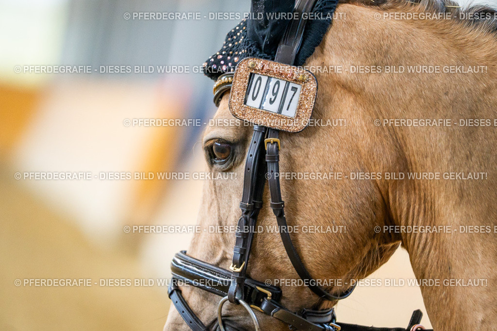 DSC01314 | Pferdegrafie