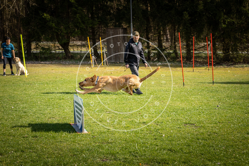 Pfotenfotografie_DV3A1481 | Hundefotografie, Tierfotograf, Pfotenfotografie, Fotoshooting Hund, Hunde Portrait, Hundesport, Hundeportraits, Heideshooting, Hunde, Sportfotograf, Hundefotograf, Turnierhundsport, THS,  - Realisiert mit Pictrs.com