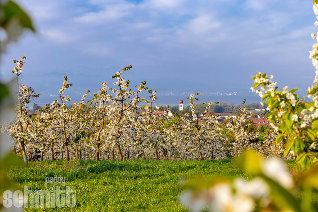 Blick auf Kressbronn am Bodensee | Durch blühende Apfelbäume und Obstwiesen eröffnet sich ein idyllischer Blick auf Kressbronn am Bodensee. Die natürliche Rahmung und das frische Grün der Landschaft vermitteln die besondere Ruhe und den ländlichen Charme der Bodenseeregion. - Realisiert mit Pictrs.com