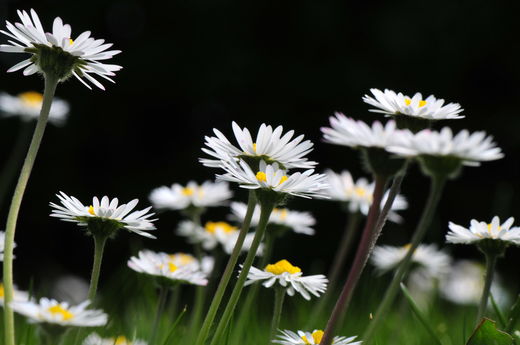 2010_04_24 DSM_6271 | bridgeman - Realisiert mit Pictrs.com