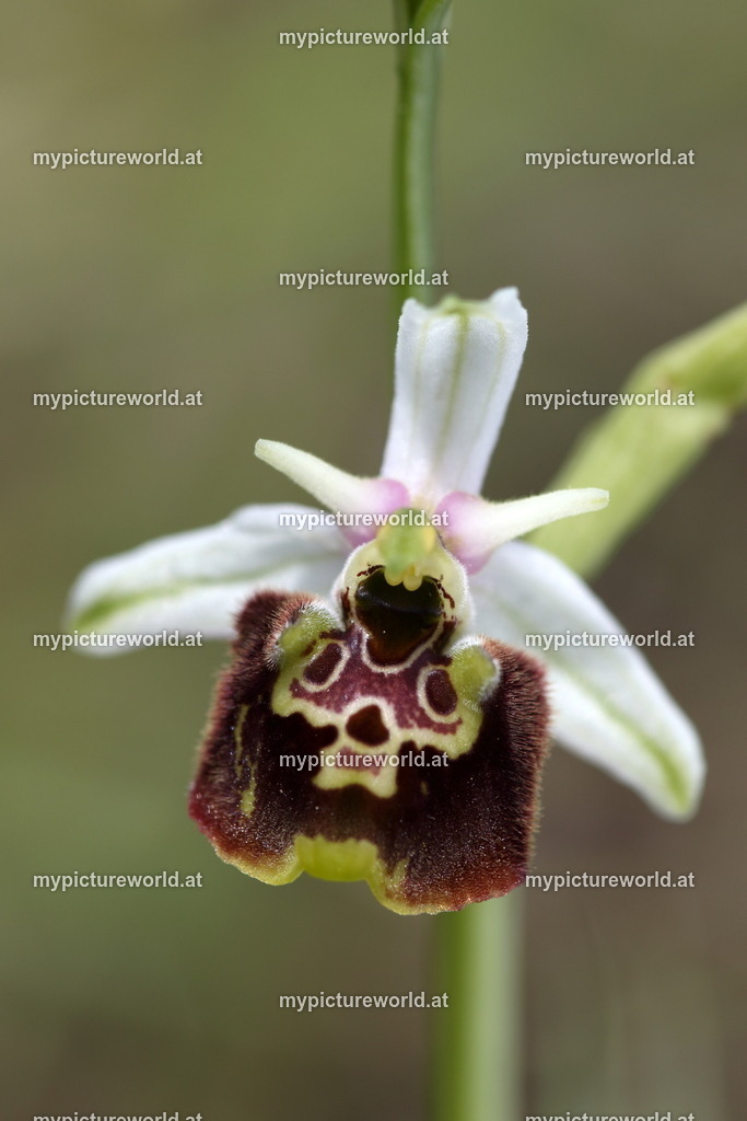 Istrische Ragwurz-024 | Das Bilderarchiv über Tiere, Planzen und Landschaften. In der Bilddatenbank finden Sie ein große Auswahl an hochwertigen Bilder für Ihre Werbung - Realisiert mit Pictrs.com