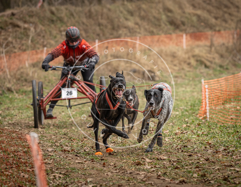 Pfotenfotografie_DV3A8004 | Hundefotografie, Tierfotograf, Pfotenfotografie, Fotoshooting Hund, Hunde Portrait, Hundesport, Hundeportraits, Heideshooting, Hunde, Sportfotograf, Hundefotograf, Turnierhundsport, THS,  - Realisiert mit Pictrs.com