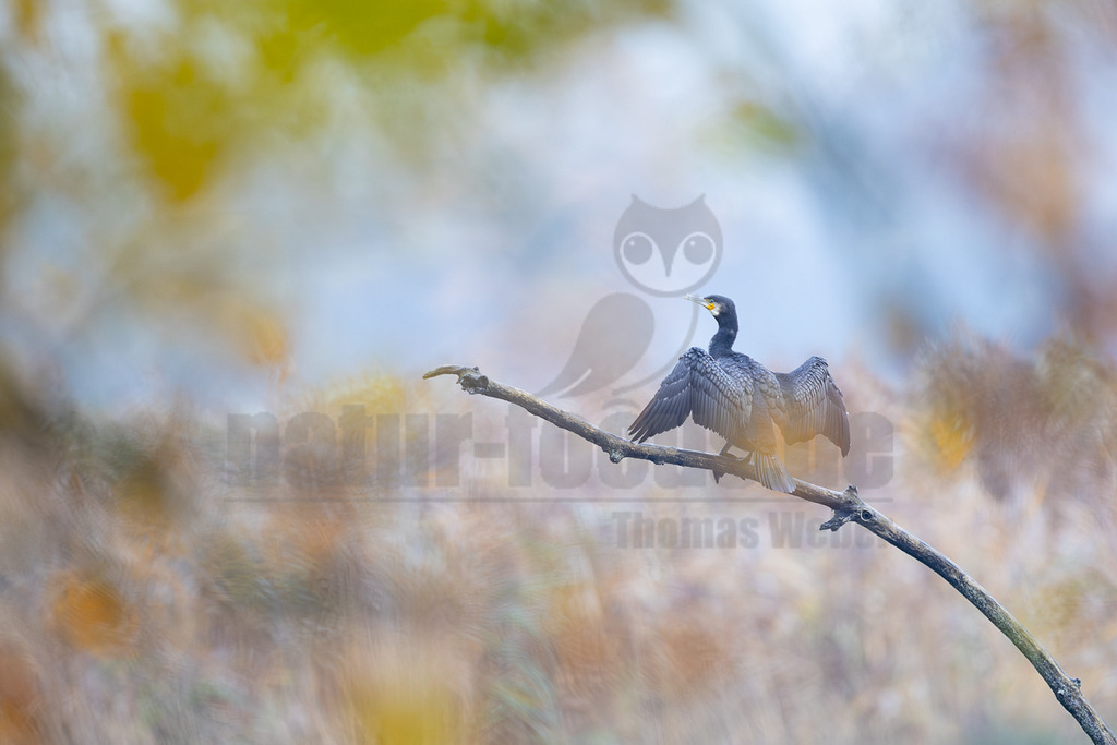 R6NF2492_20251115 | Ein Kormoran (Phalacrocorax carbo) sitzt auf einem kahlen Ast und breitet seine Flügel weit aus, um sie zu trocknen. Sein Gefieder ist dunkelgrau bis schwarz, und sein Schnabel ist hell mit einem gelblichen Fleck im Gesicht. Der Hintergrund ist unscharf und zeigt helle, pastellartige Farbtöne von Blau, Gelb und Braun, was eine ruhige Atmosphäre schafft. - Realisiert mit Pictrs.com