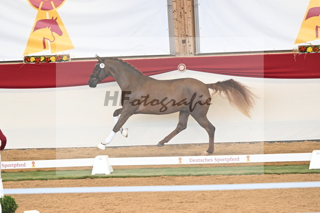 Kat.-Nr. 71 v. Quaterback_Niehe_3260991 | hf-fotografie - Realizzato con Pictrs.com