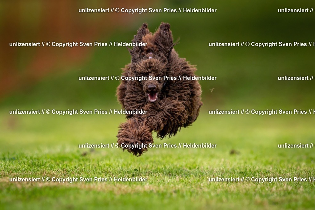 Sven Pries | 2024-09-22 - Hunderennen Baden-BadenPudelverein - Realisiert mit Pictrs.com