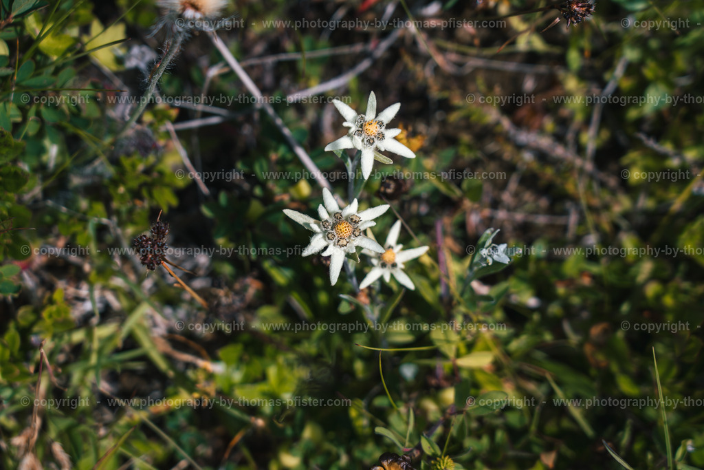  Edelweiss in Gerlos copyright  Thomas Pfister-2 | PHOTOGRAPHY BY THOMAS PFISTER